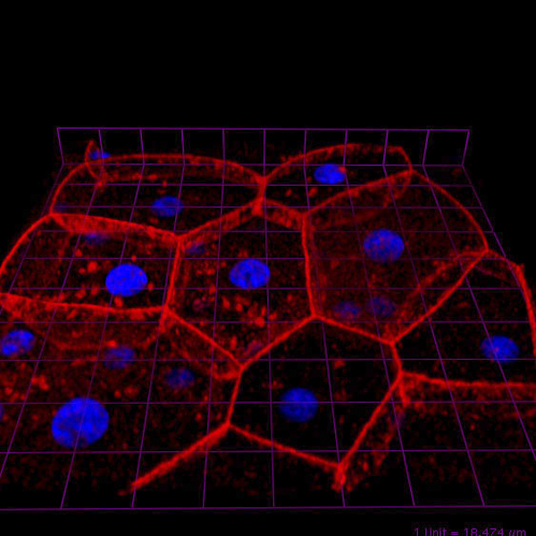 3D reconstruction of umbrella cell layer stained with TRITC-phalloidin (red) and nuclei (blue).