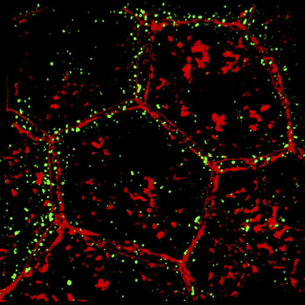 Endocytosis of FITC-wheatgerm agglutinin (umbrella cell borders labeled with TRITC-phalloidin).