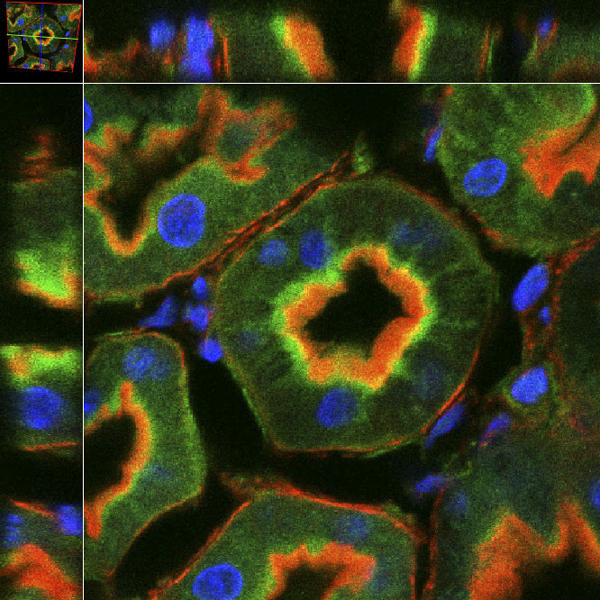EHD1 (green), actin (red), and nuclei (blue) distribution in rat proximal tubule cells.