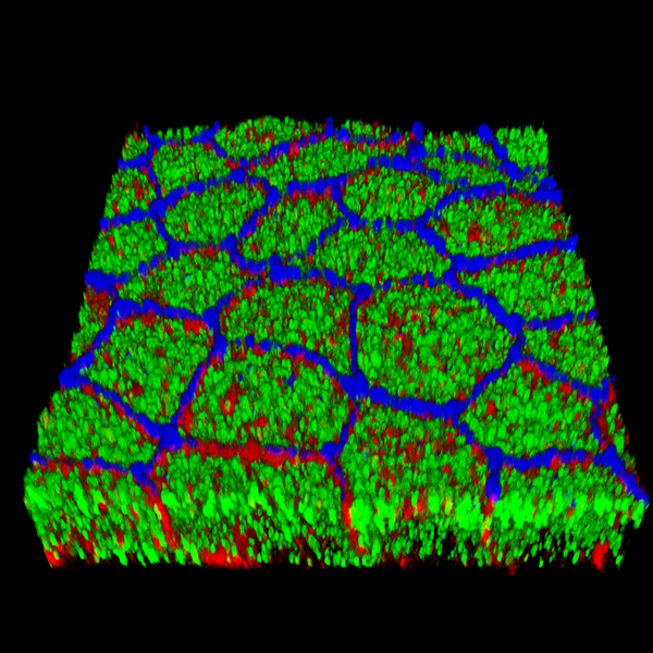 MDCK cells: ZO1 (blue), galectin-9 (green), E-cadherin (red)