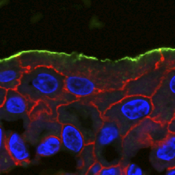 Biotinylated apical surface (detected using FITC-streptavidin), actin (red), and nuclei (blue).