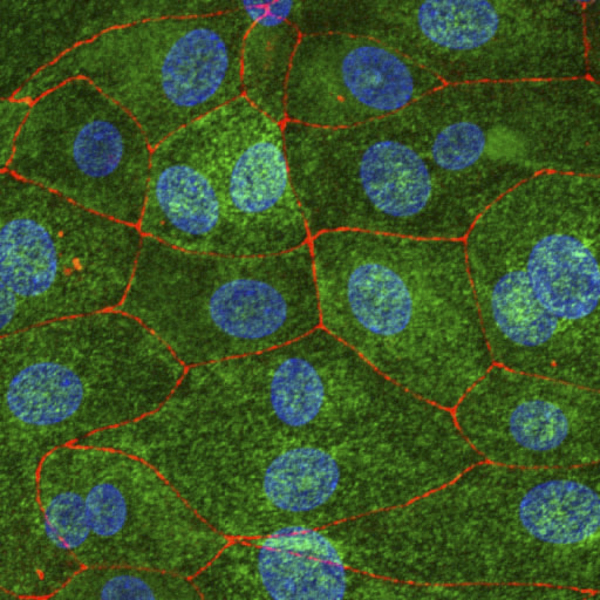 Primary culture of cat urothelium showing distribution of UPK3a (green), ZO-1 (red), and nuclei (blue).