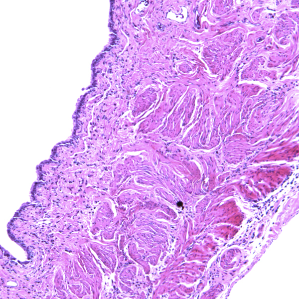 H&E-labeled cross section of rat bladder. 