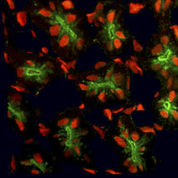 Distribution of CFTR (green) and nuclei (red) in dogfish rectal gland. 