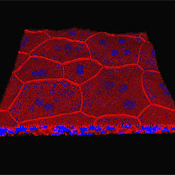 Umbrella cell layer stained with TRITC-phalloidin (red) and ToPro3 (blue). 